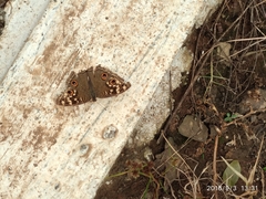 Junonia lemonias