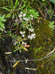 Anaphalioides trinervis