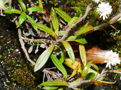 Anaphalioides trinervis