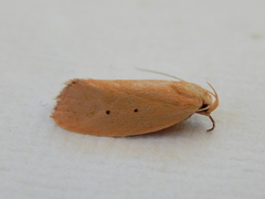 Acanthodela protophaes