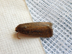 Athetis tenuis