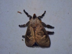 Scopelodes albipalpalis