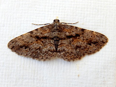 Boarmia suasaria