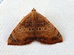 Chrysolarentia mecynata