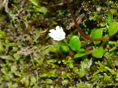 Epilobium nerteroides