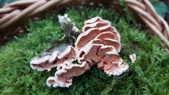 Steccherinum bourdotii