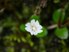 Epilobium nerteroides