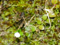 Epilobium nerteroides