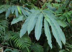 Alpinia