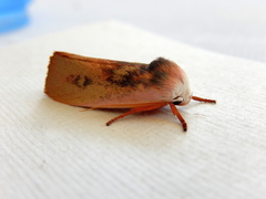Cryptophasa rubescens