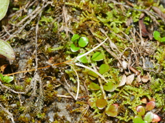 Epilobium nerteroides