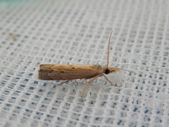 Culladia cuneiferellus