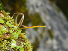 Epilobium nerteroides