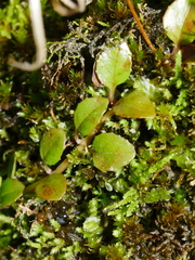 Epilobium nerteroides