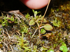 Epilobium nerteroides