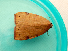 Detounda leptoplasta