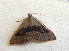 Dichromodes molybdaria