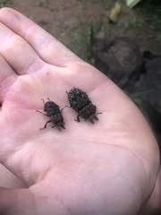 Ryssonotus nebulosus