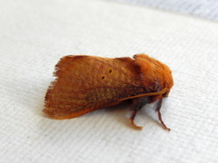 Doratifera quadriguttata