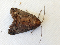 Dysbatus singularis