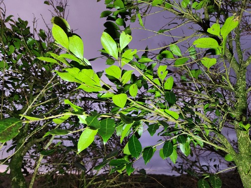 Glochidion rubrum iNat (2)
