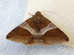 Dysgonia constricta