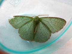 Eucyclodes metaspila