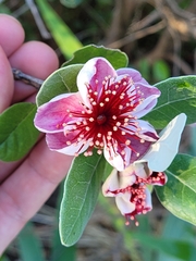 Feijoa