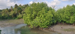 Rhizophora