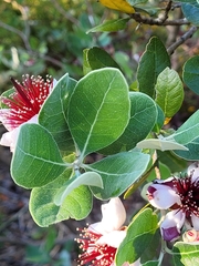 Feijoa