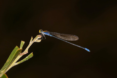 Pseudagrion aureofrons