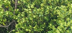 Rhizophora