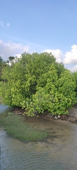 Rhizophora