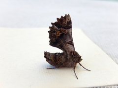 Hypographa phlegetonaria