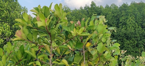 Ardisia oxyphylla, 2022-12-25