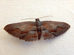 Hypomecis pallidiscaria