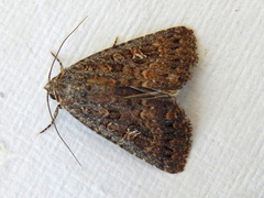 Hypoperigea tonsa
