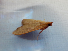 Hypsopygia albidalis