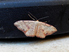 Idaea halmaea