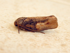 Illidgea epigramma