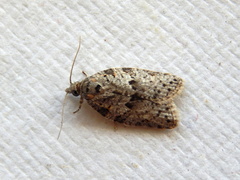 Isotenes miserana