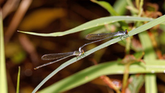 Pseudagrion ignifer