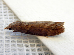 Lamoria eumeces