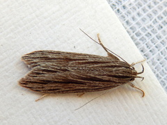 Leistarcha scitissimella