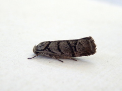 Lichenaula onychodes