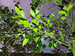 Glochidion rubrum