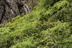 Gleichenia dicarpa