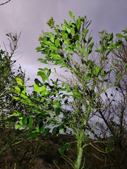 Glochidion rubrum