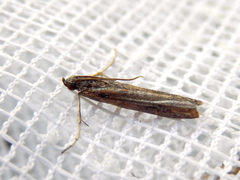 Meyrickiella homosema