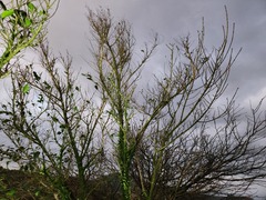 Glochidion rubrum
